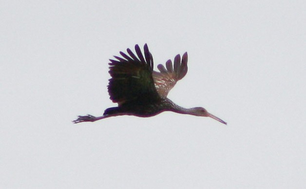 Limpkin - ML620432278