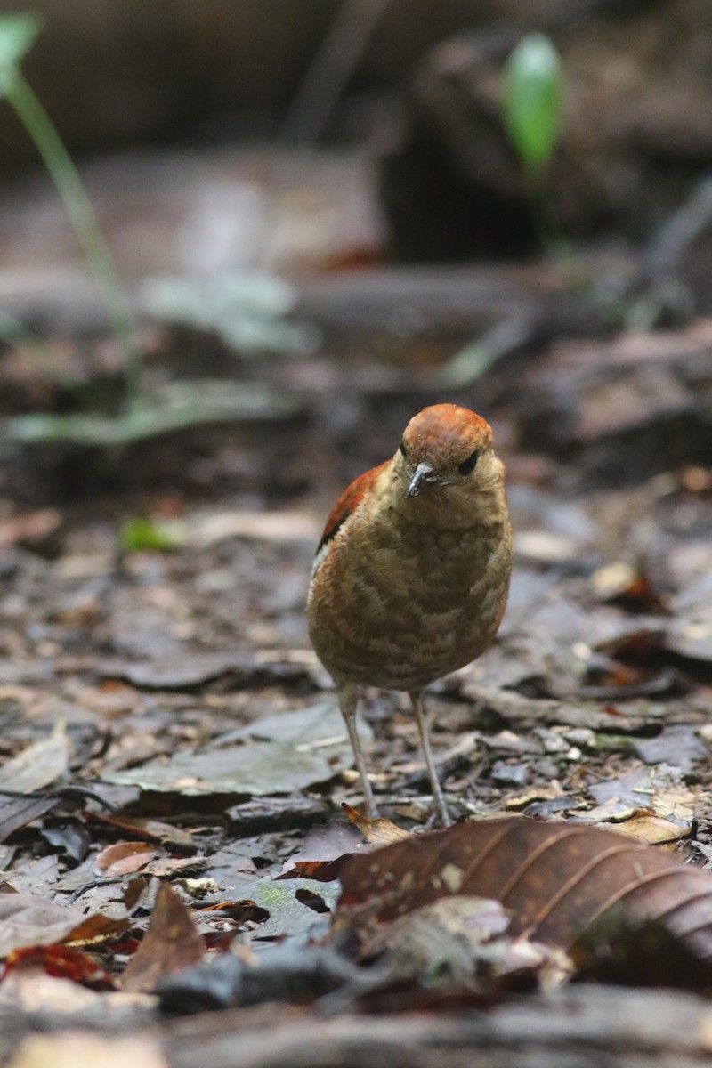 Blauscheitelpitta - ML620432279