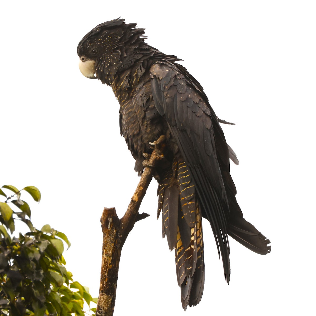 Red-tailed Black-Cockatoo - ML620432281