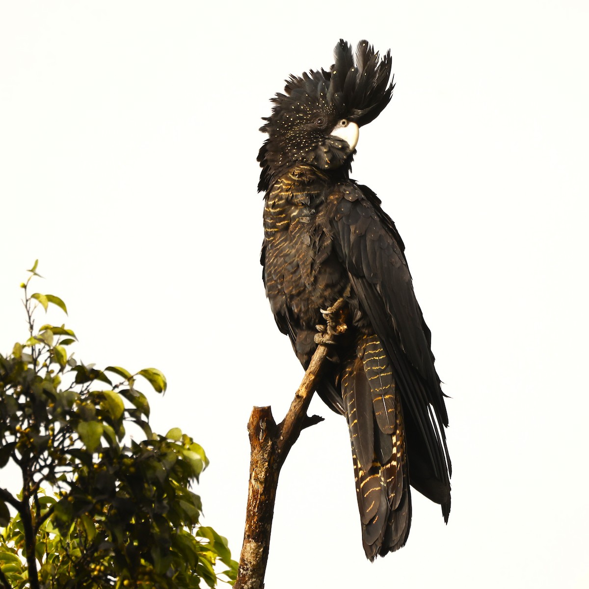 Red-tailed Black-Cockatoo - ML620432284