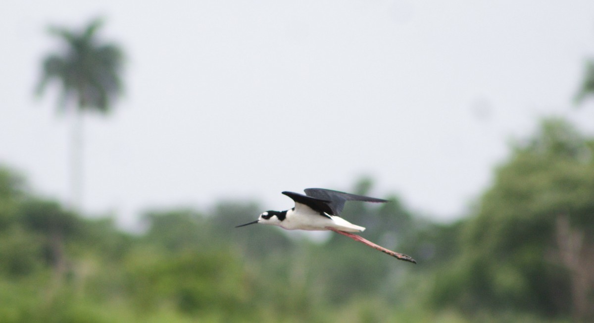 Black-necked Stilt - ML620432285