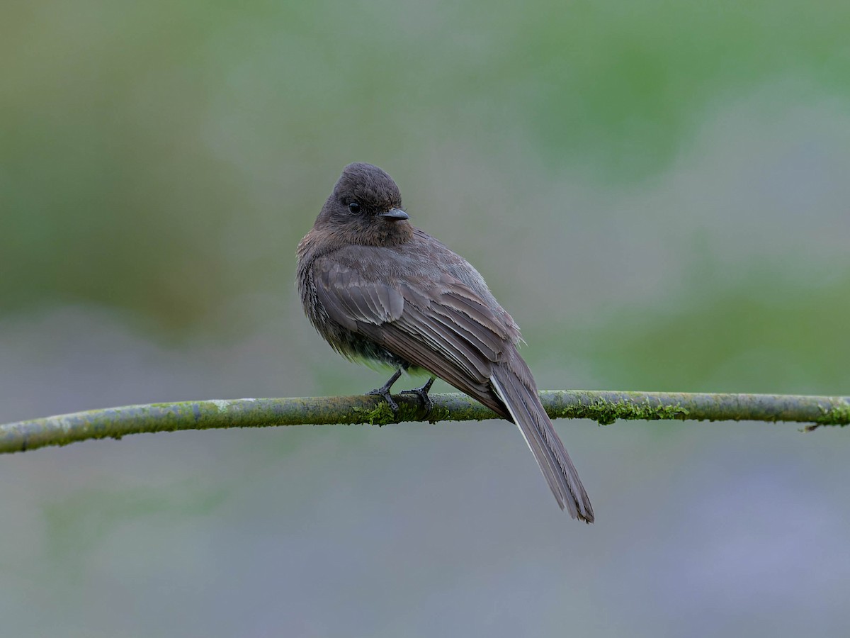 Black Phoebe - ML620432286