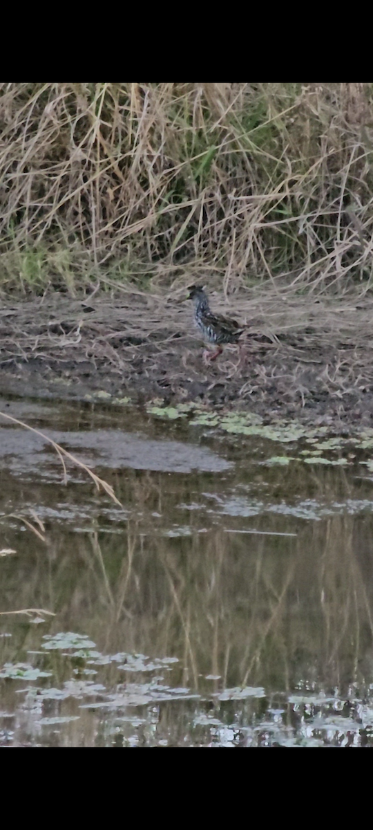 Spotted Rail - ML620432289