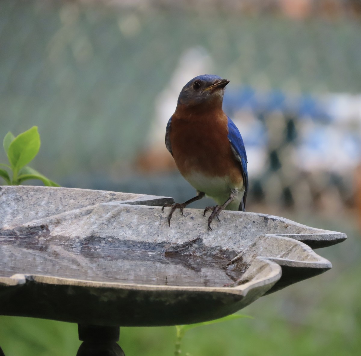 Eastern Bluebird - ML620432292