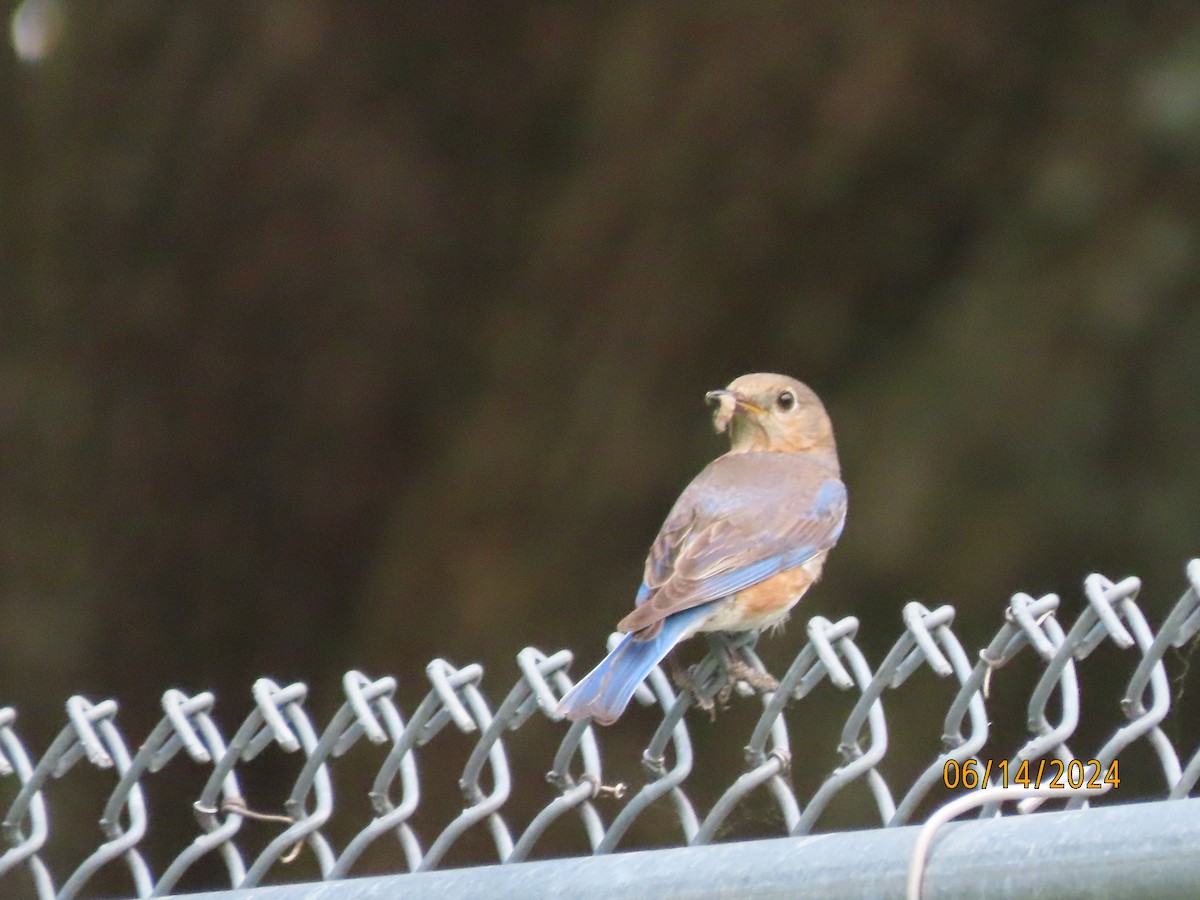 Eastern Bluebird - ML620432293