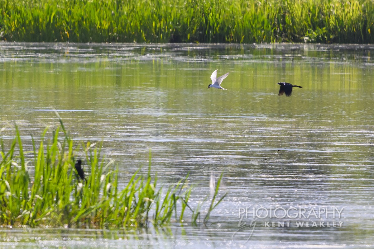 Gull-billed Tern - ML620432300