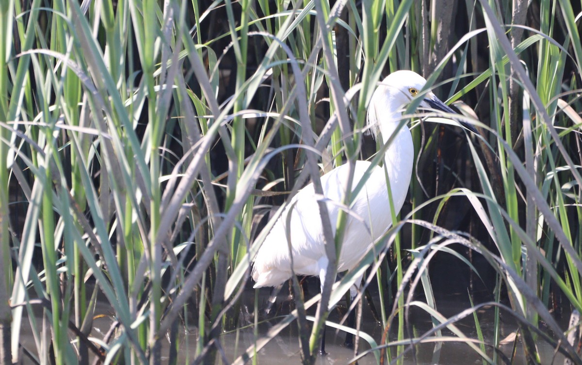 Snowy Egret - ML620432313