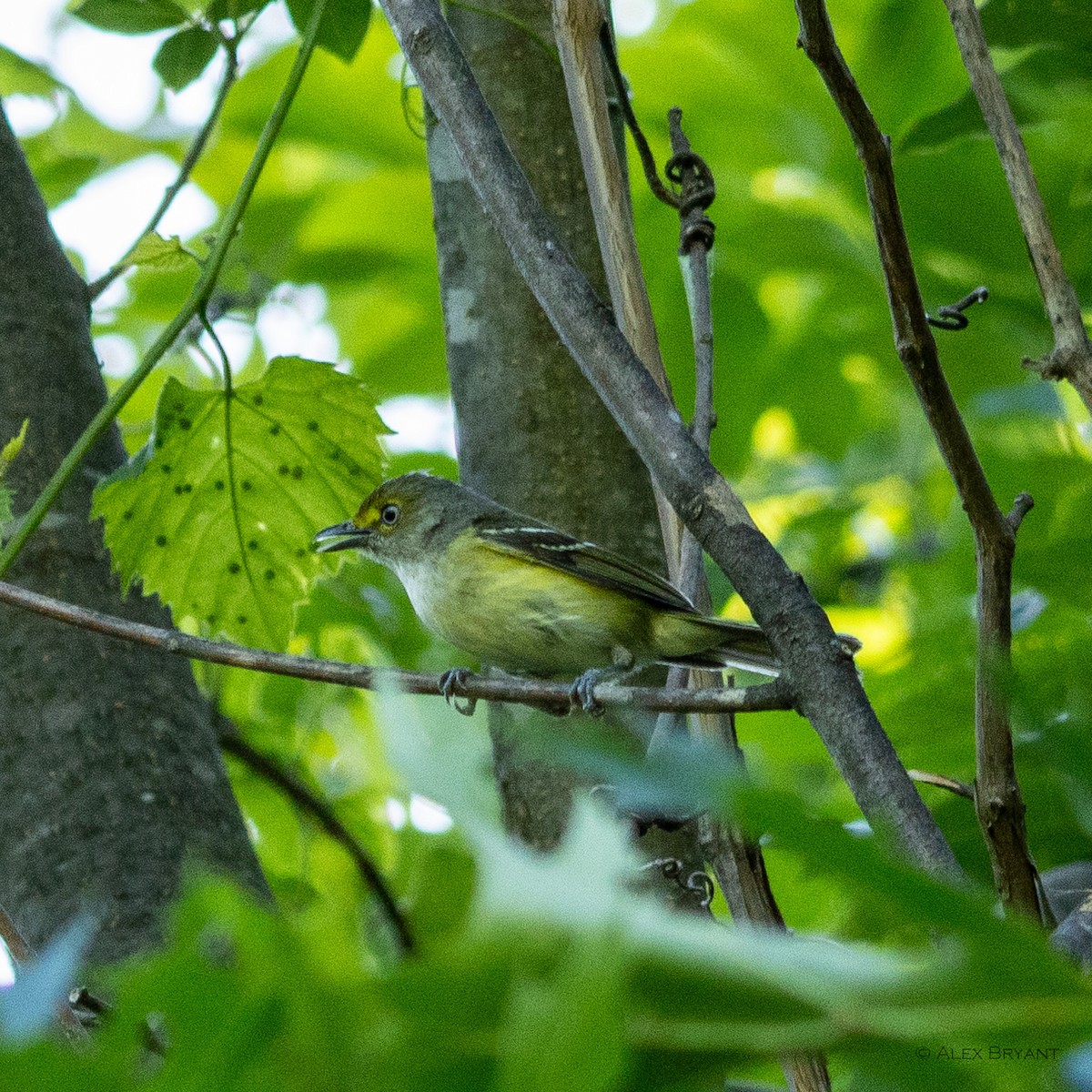 Ak Gözlü Vireo - ML620432315