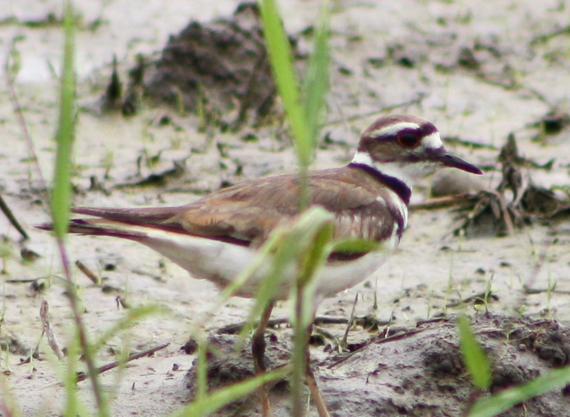 Killdeer - ML620432318