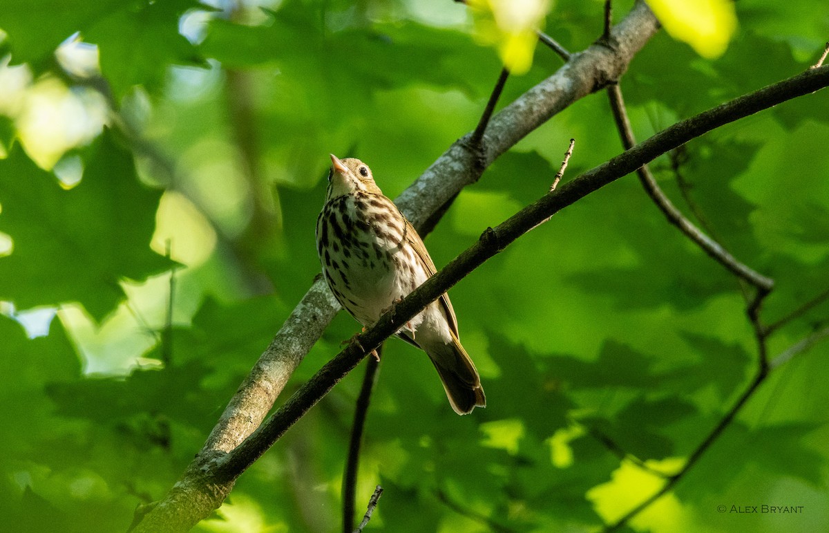 Ovenbird - ML620432321