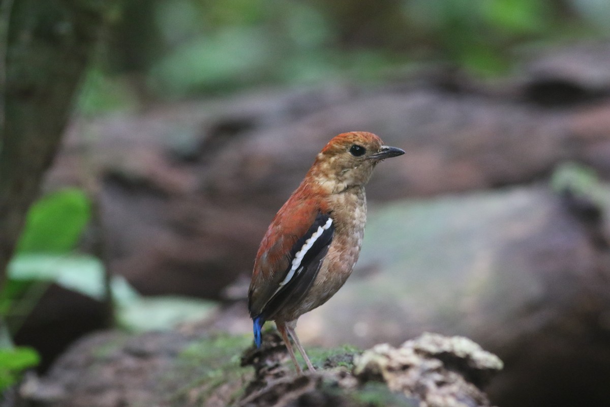 Blauscheitelpitta - ML620432324