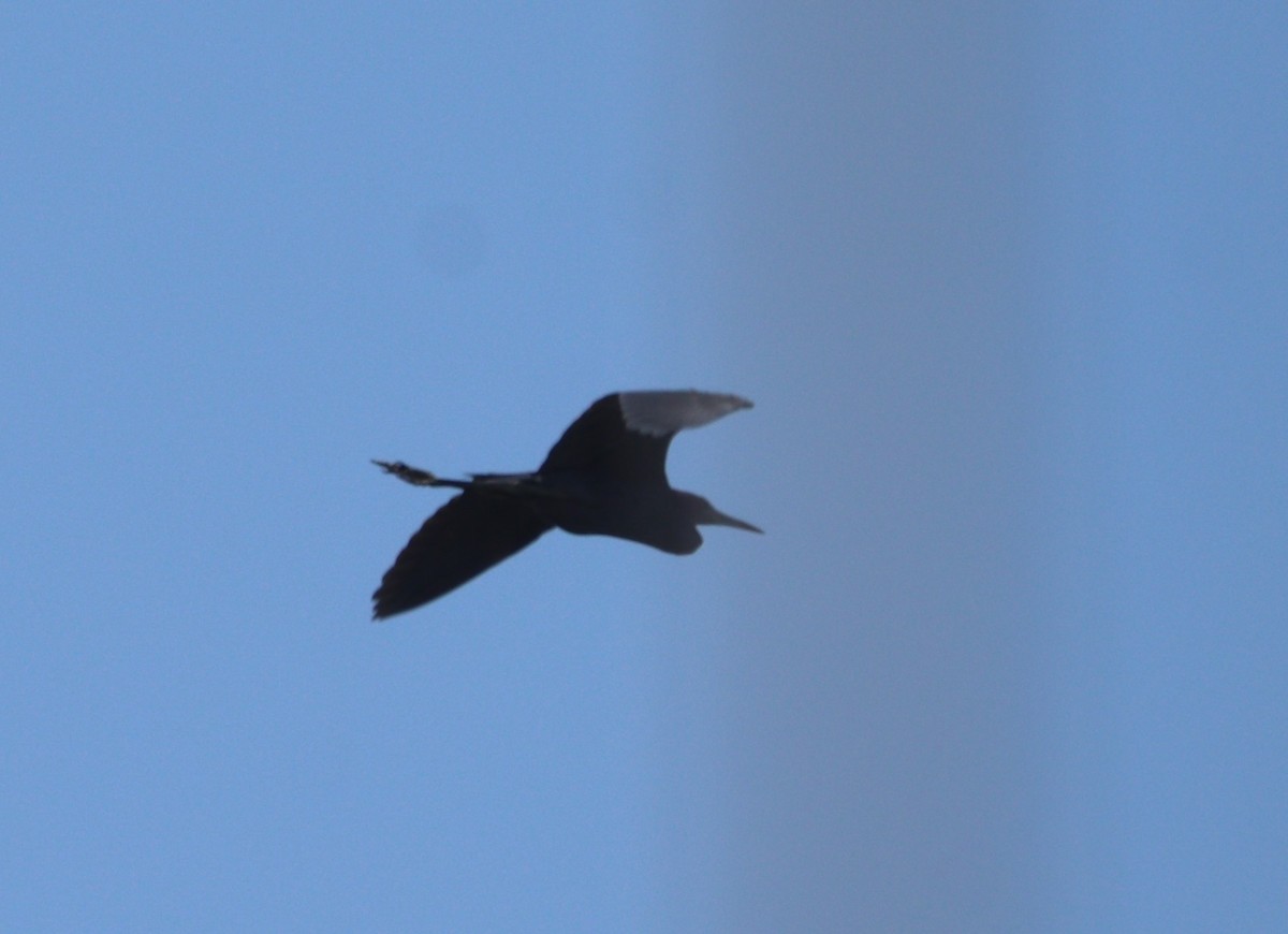 Little Blue Heron - ML620432325