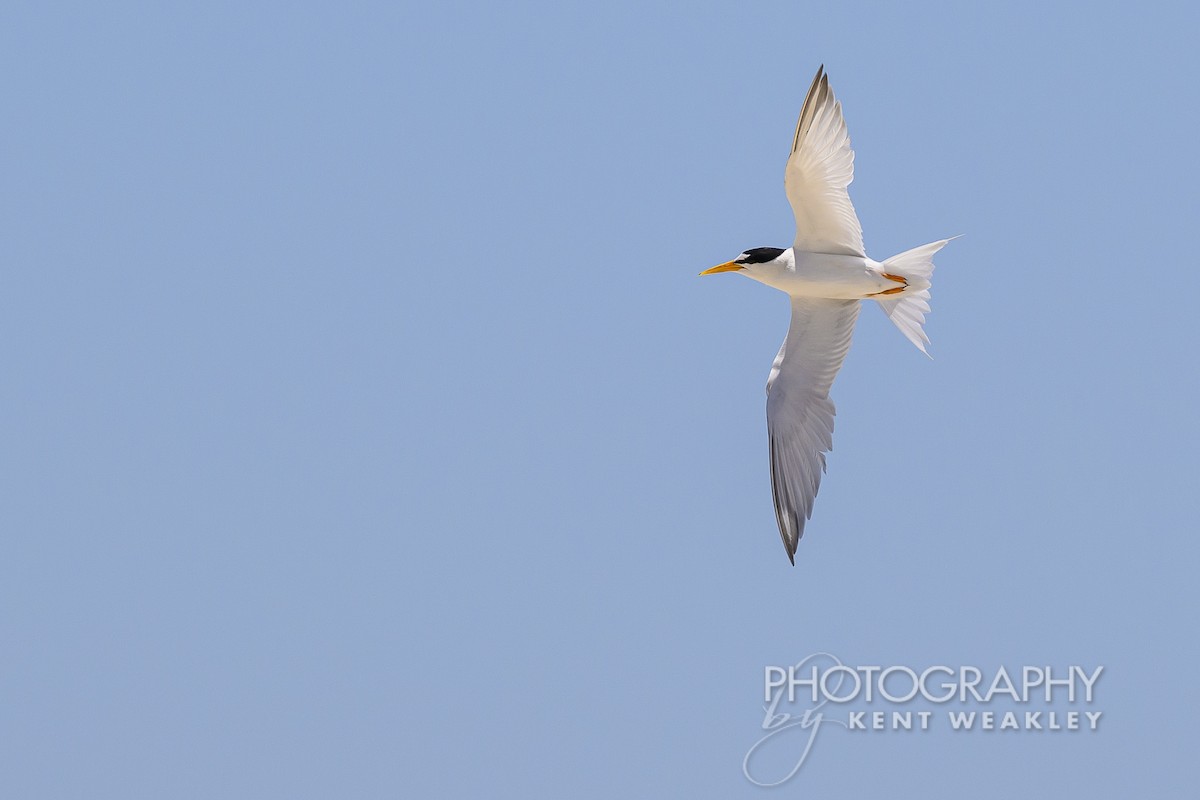 Least Tern - ML620432329