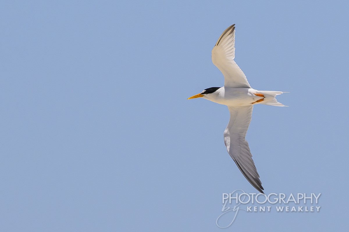 Least Tern - ML620432330