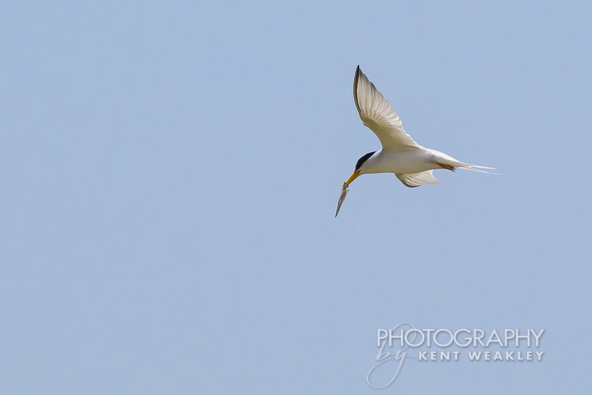 Least Tern - ML620432331