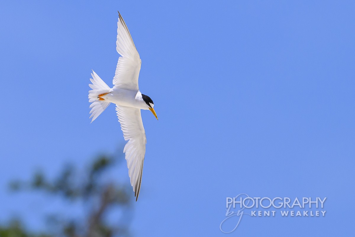 Least Tern - ML620432332