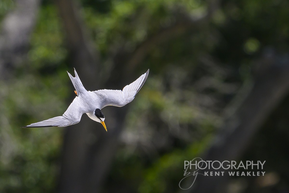 Least Tern - ML620432333