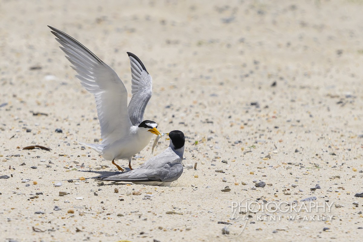 Least Tern - ML620432335