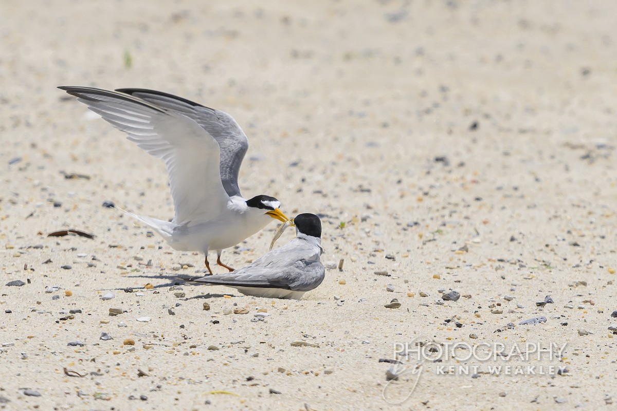 Least Tern - ML620432336