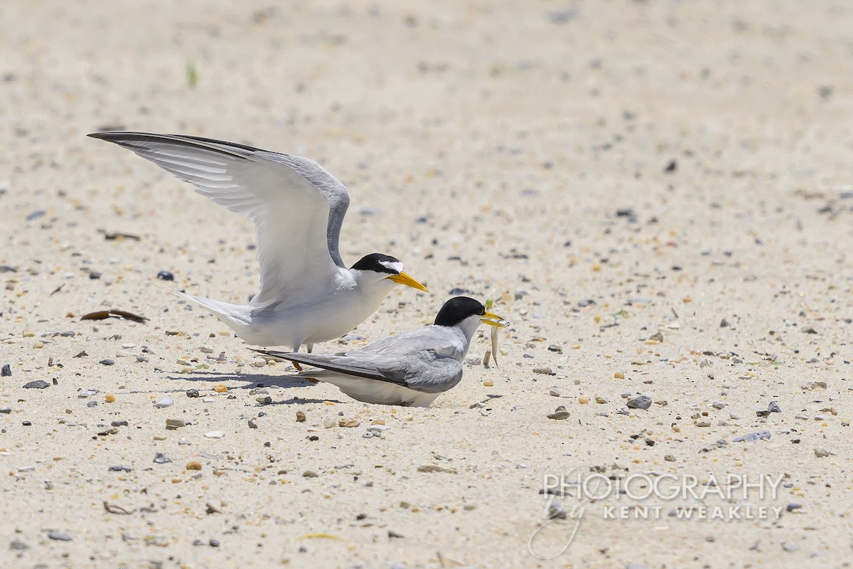 Least Tern - ML620432337