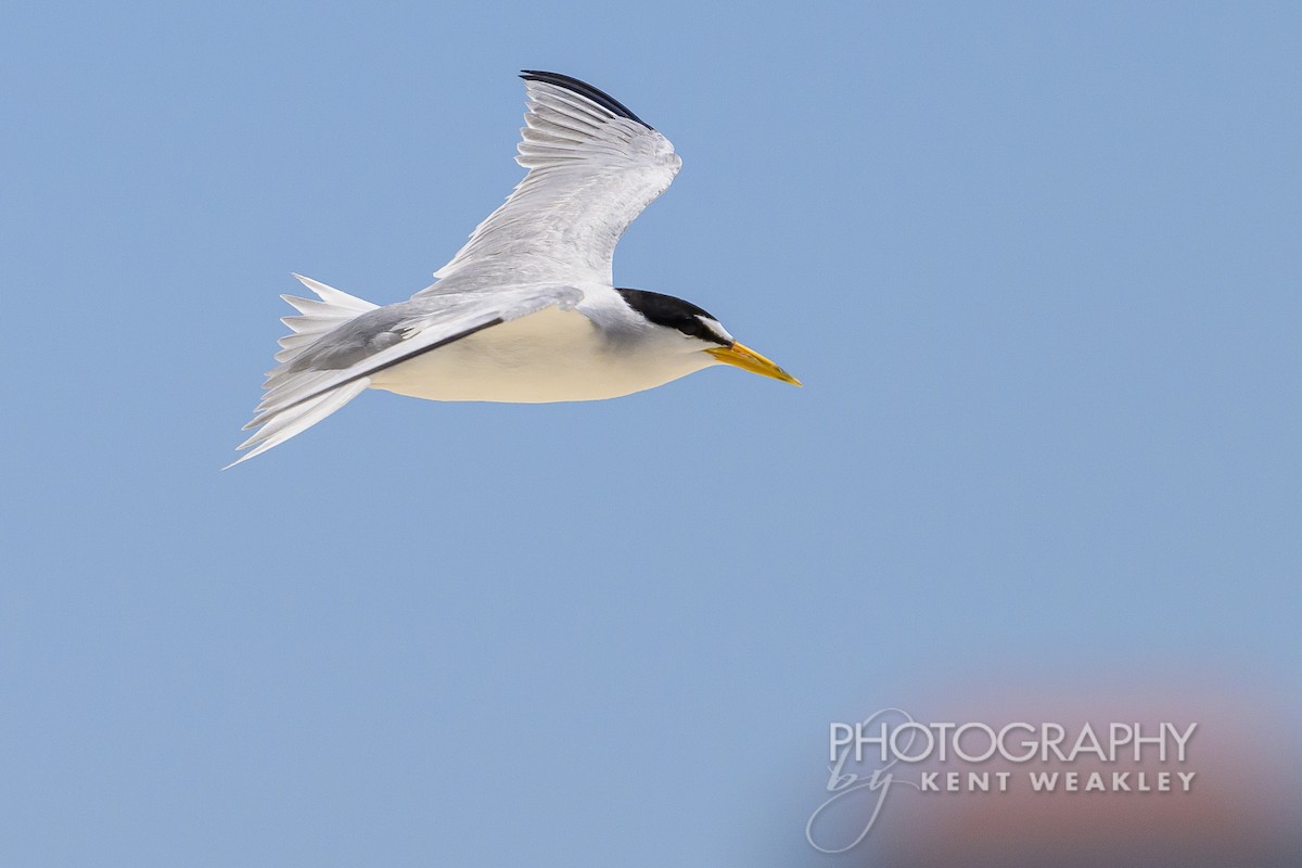 Least Tern - ML620432344