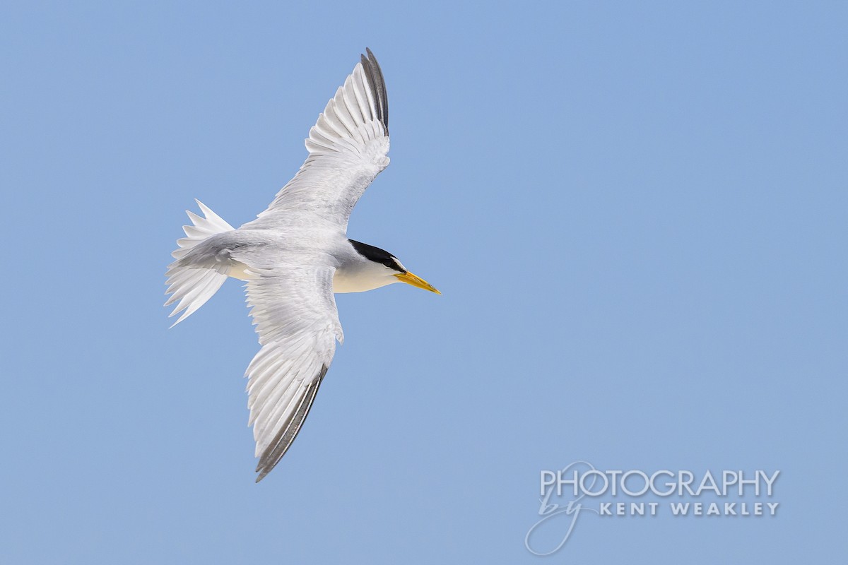 Least Tern - ML620432345