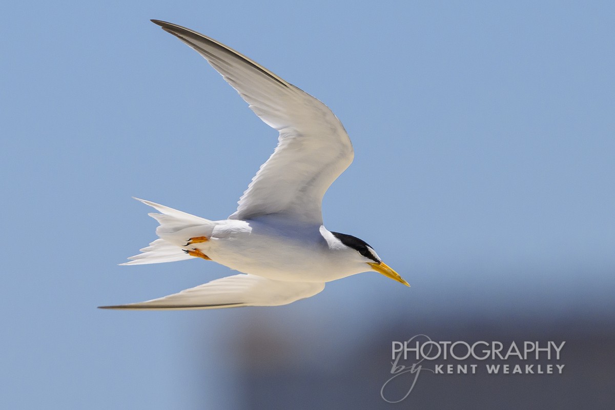 Least Tern - ML620432346