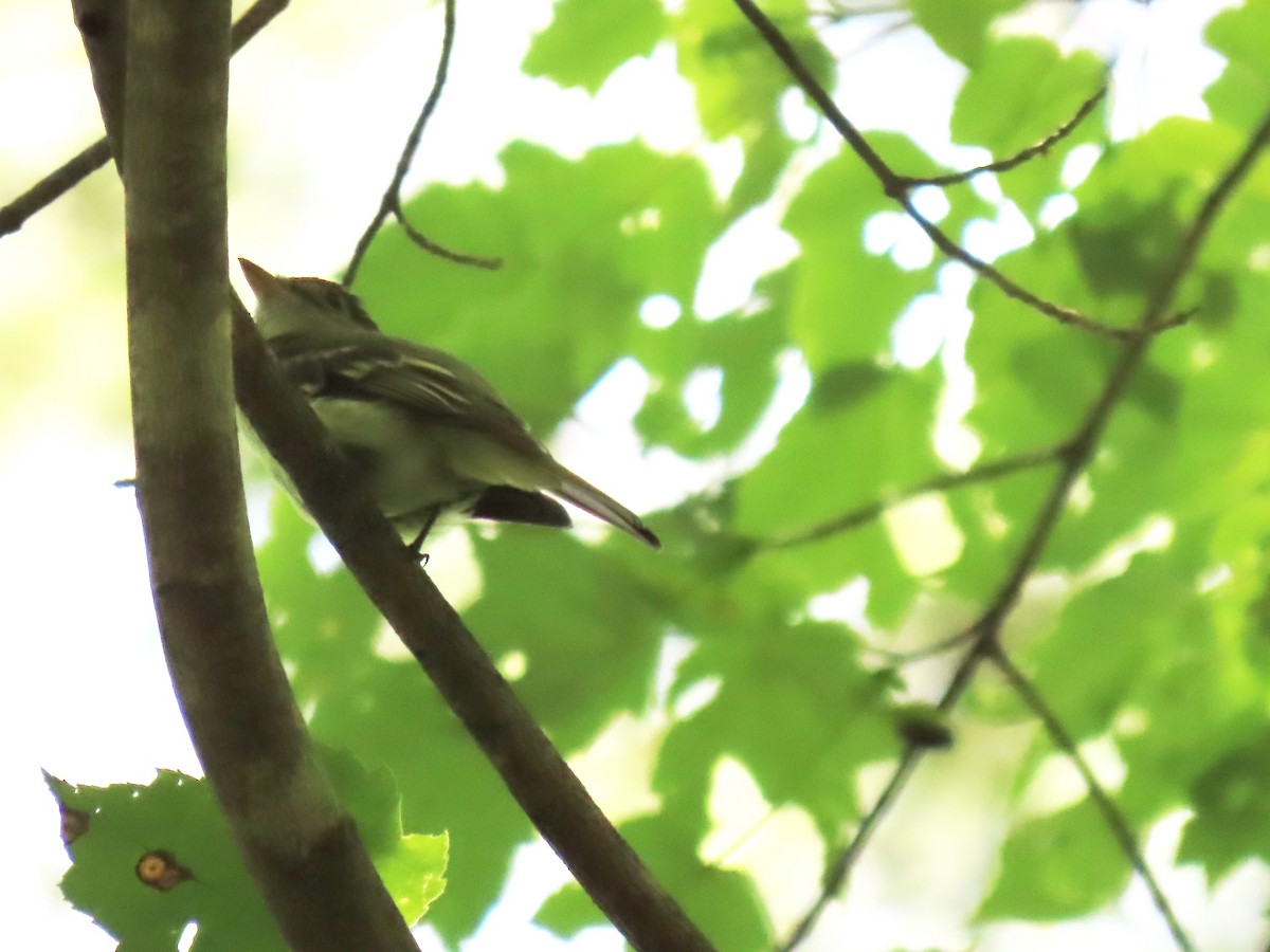 Acadian Flycatcher - ML620432348