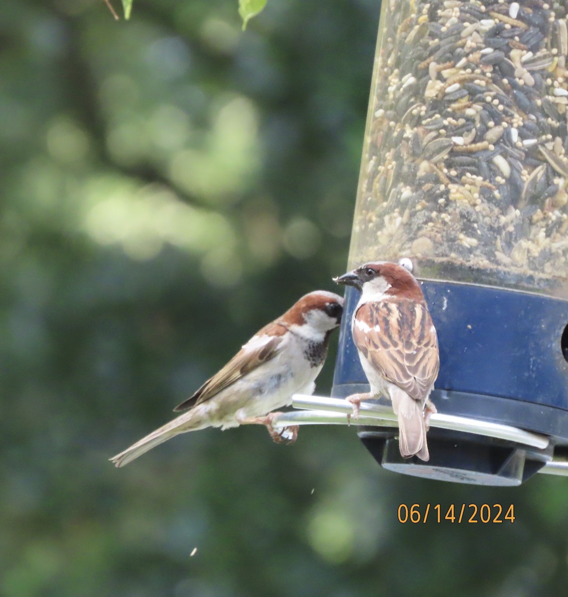 House Sparrow - ML620432349