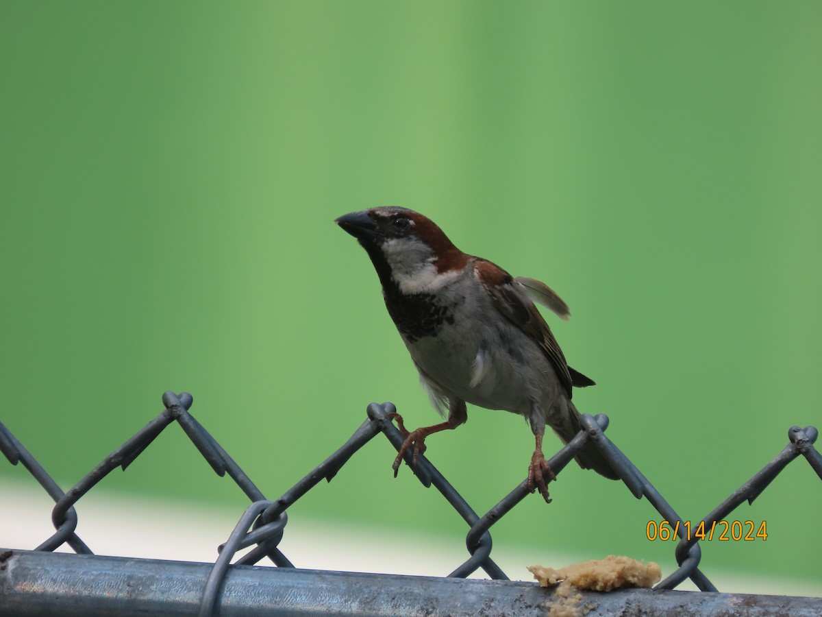 Moineau domestique - ML620432350