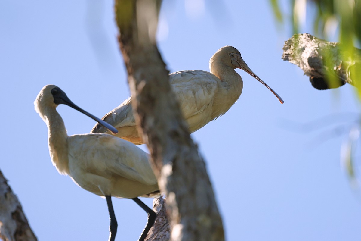 Yellow-billed Spoonbill - ML620432351