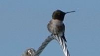 Black-chinned Hummingbird - ML620432353