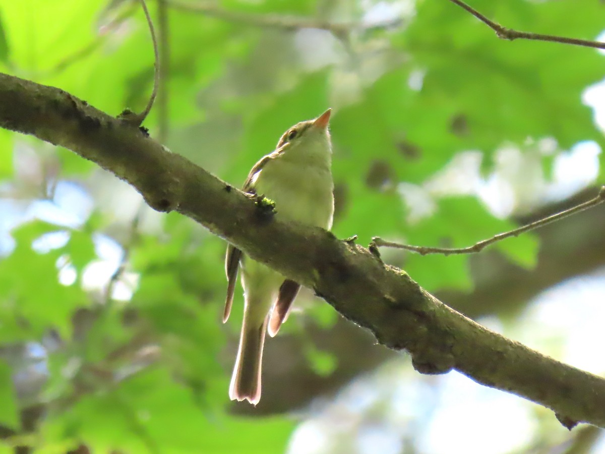 Acadian Flycatcher - ML620432357