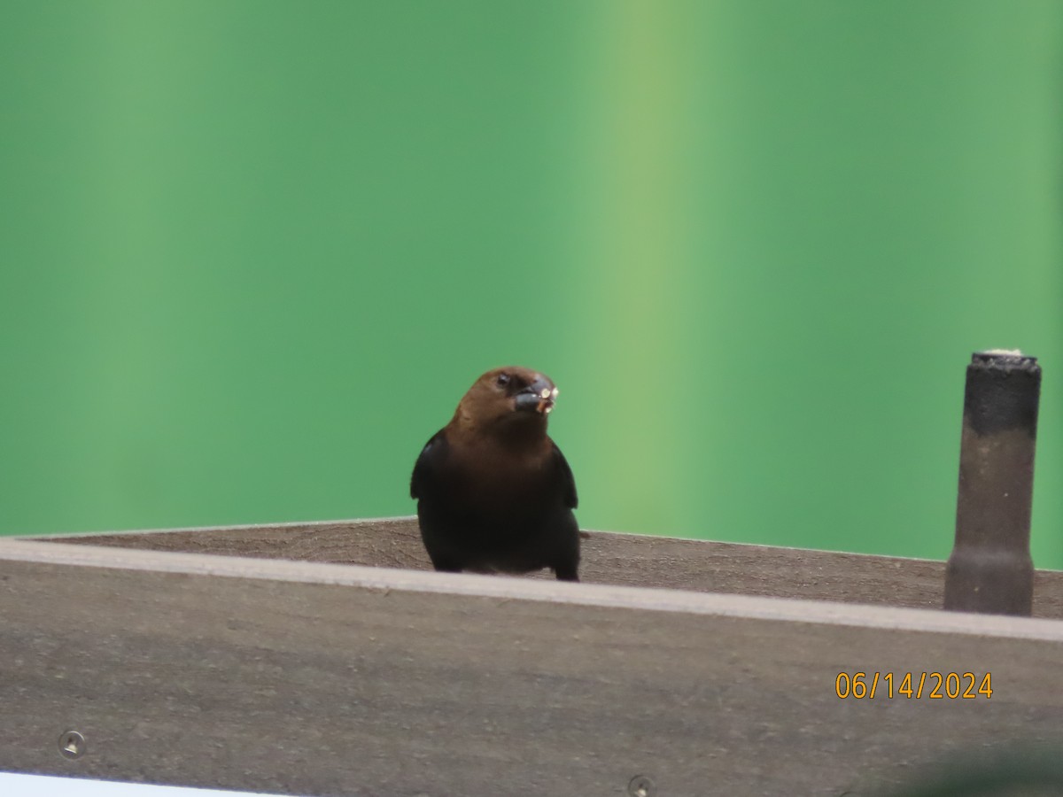 Brown-headed Cowbird - ML620432359