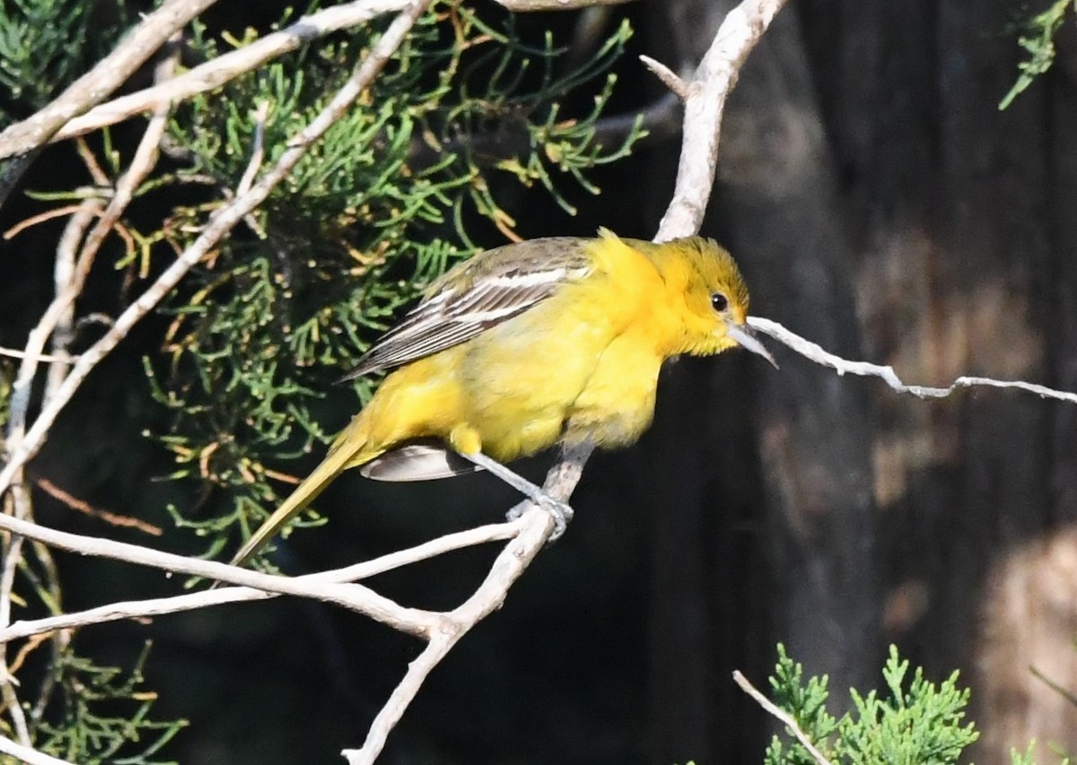 Orchard Oriole - ML620432360