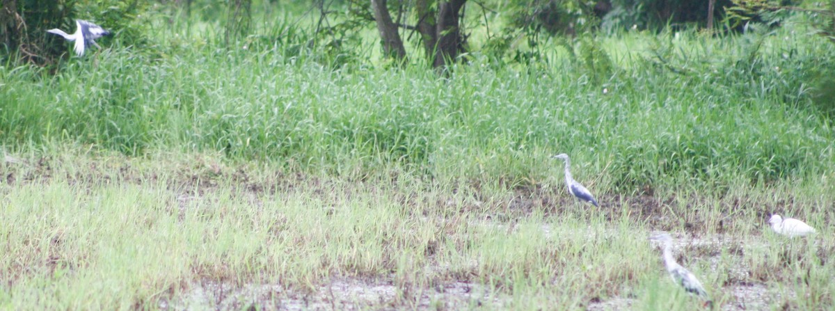 Little Blue Heron - ML620432364