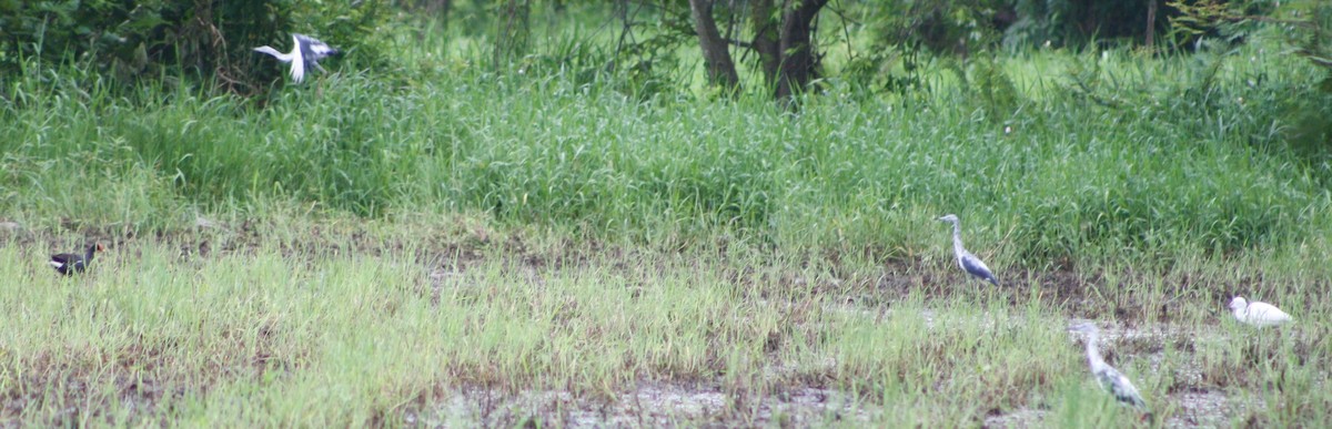 Little Blue Heron - ML620432367