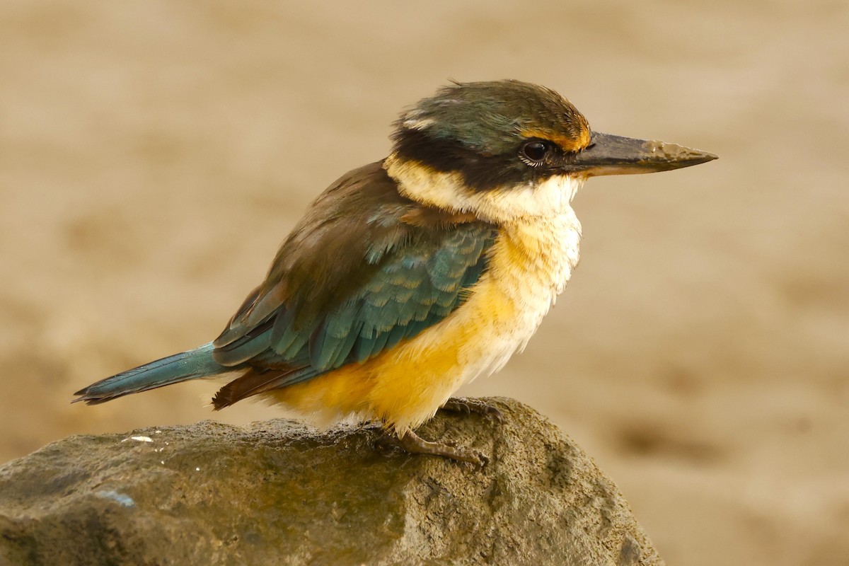 Sacred Kingfisher (Australasian) - ML620432368