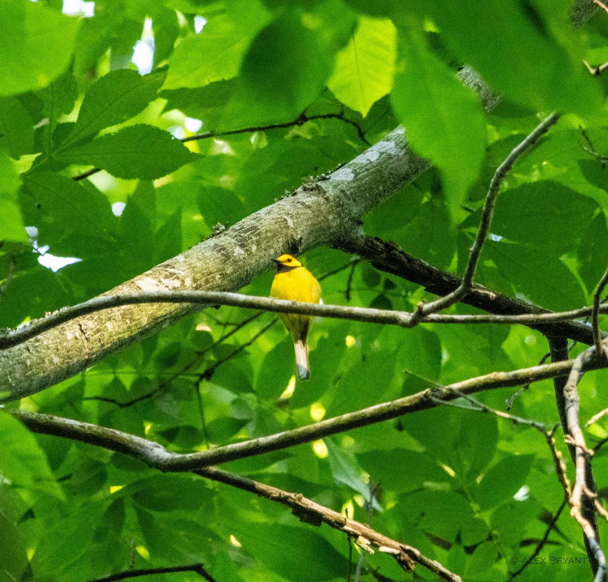 Hooded Warbler - ML620432376