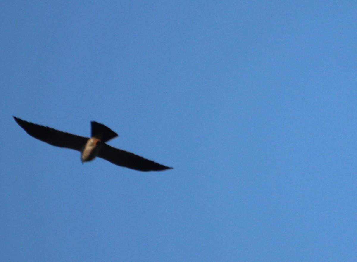 Mississippi Kite - ML620432380