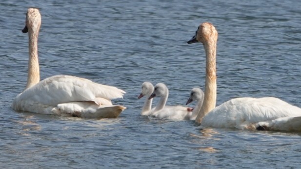 Trumpeter Swan - ML620432382