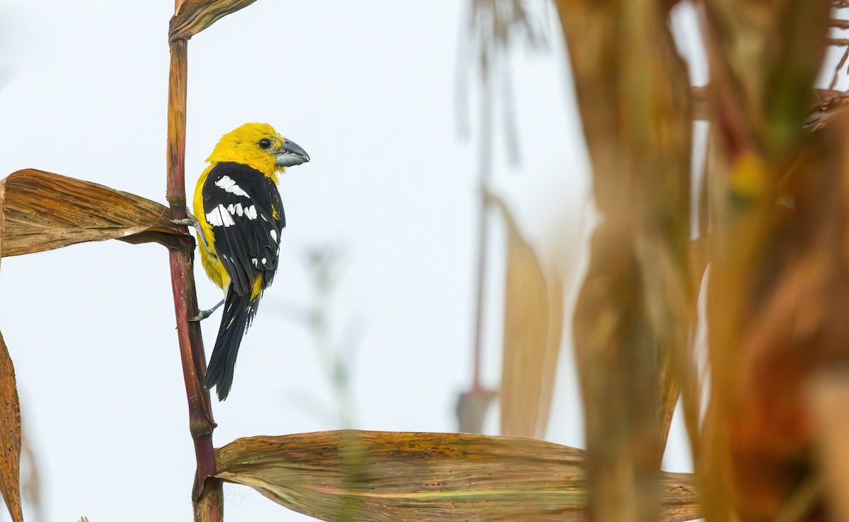 Golden Grosbeak - ML620432383