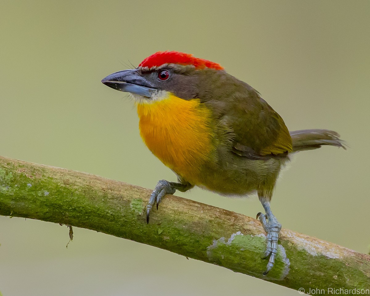 Scarlet-crowned Barbet - ML620432384