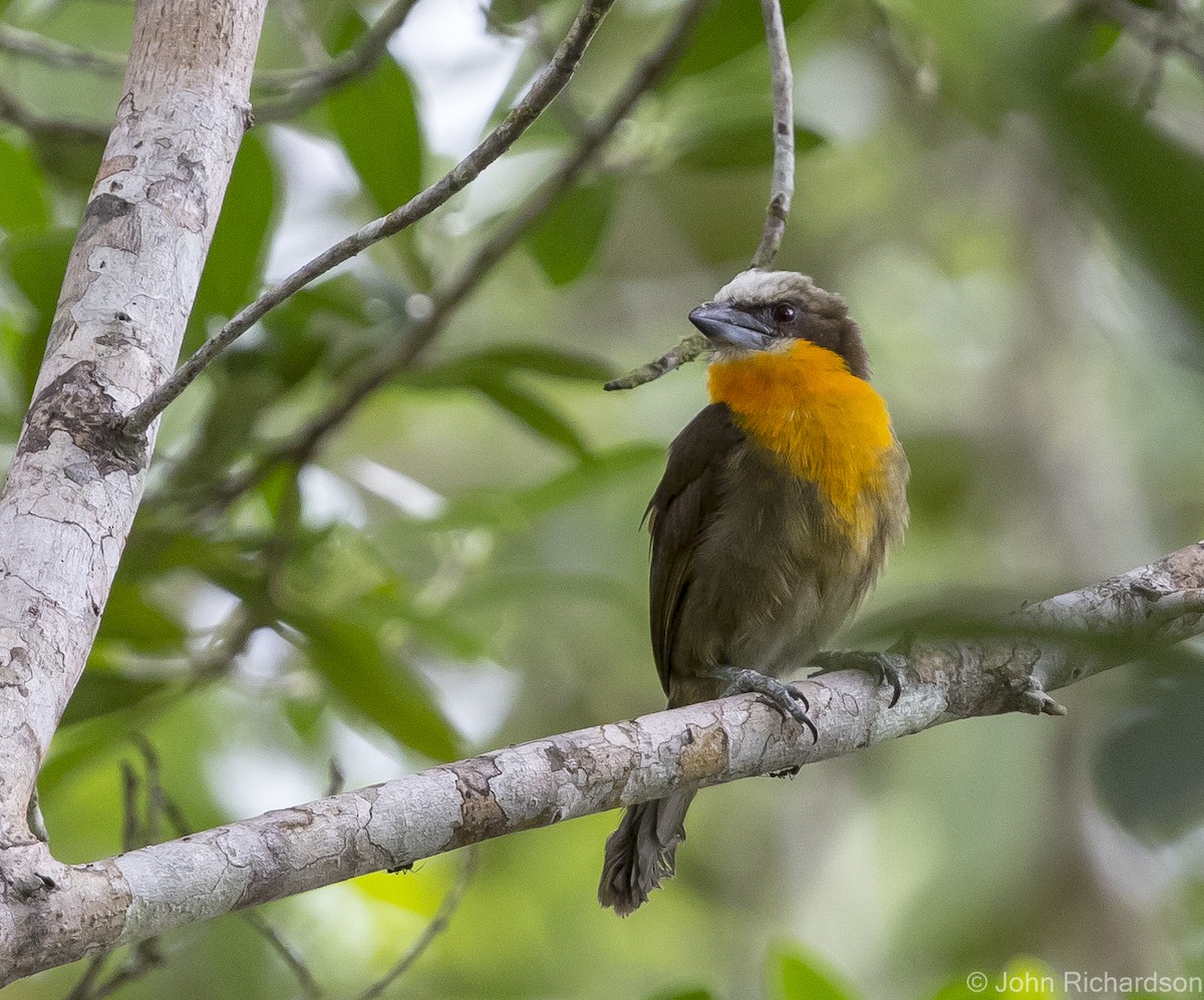 Scarlet-crowned Barbet - ML620432385