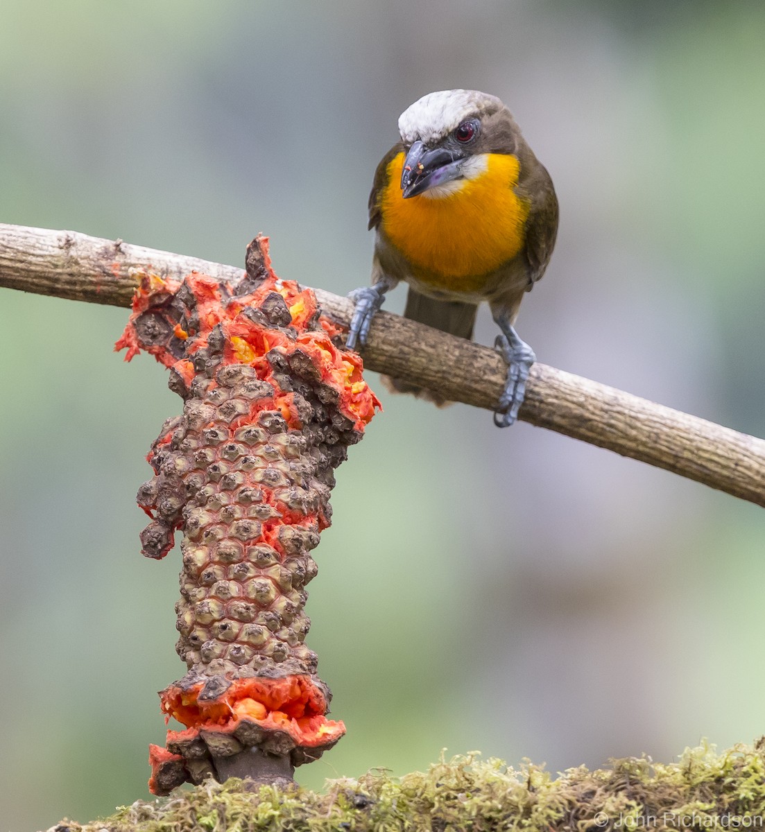 Scarlet-crowned Barbet - ML620432386