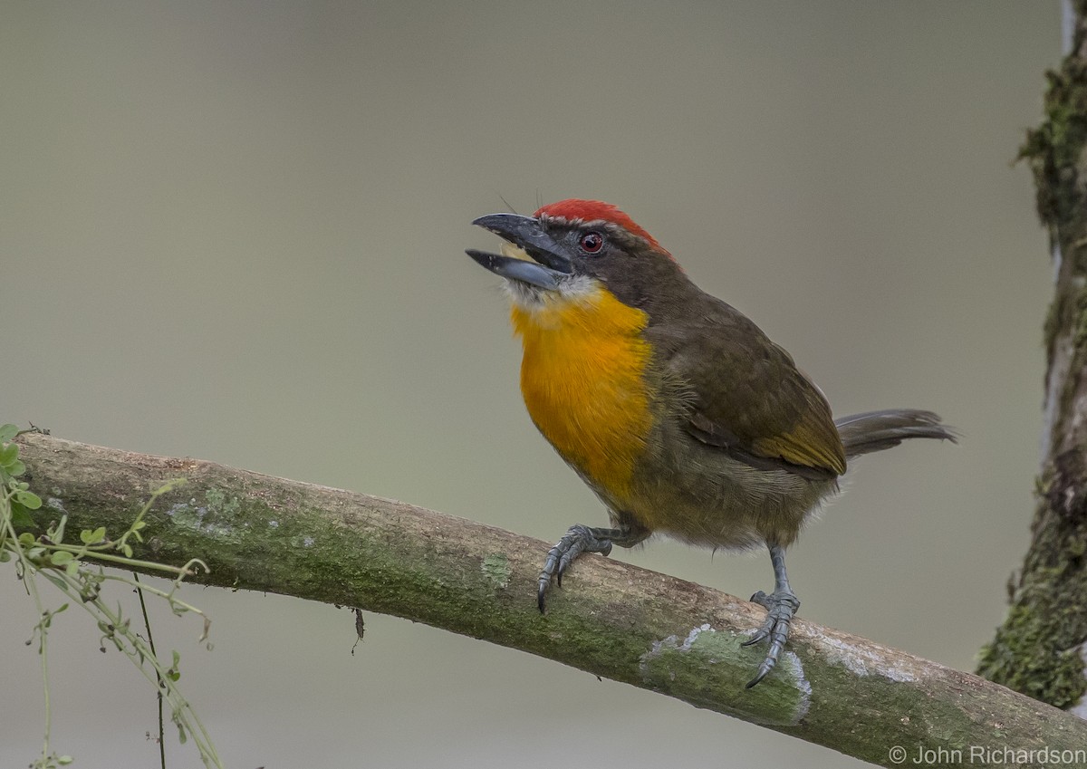 Scarlet-crowned Barbet - ML620432387