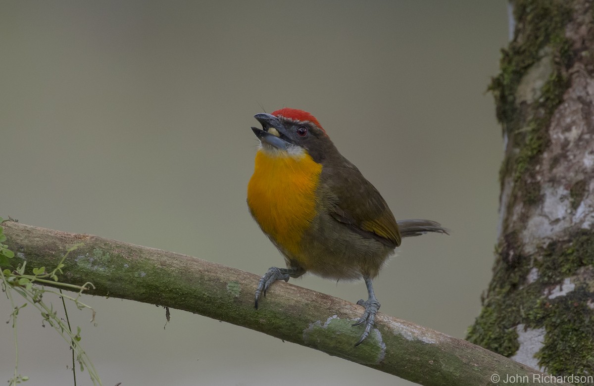 Scarlet-crowned Barbet - ML620432390