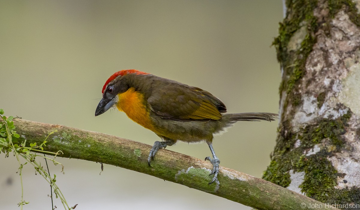 Scarlet-crowned Barbet - ML620432391