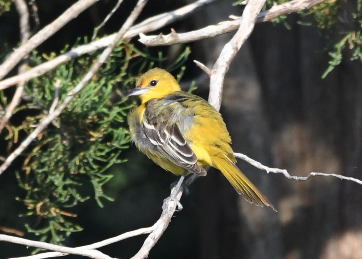 Orchard Oriole - ML620432392