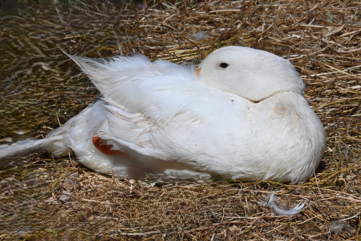 Mallard (Domestic type) - ML620432400